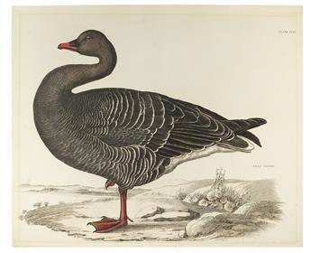 (BIRDS.) Selby, Prideaux John. Bean Goose. Plate XLII. * Eider, Female. Plate LXX.